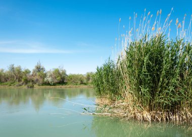 Bozkır nehir sazlık yaz. nehir görünümünde kez izlendi. küçük mavi nehir kıyısında güneşli bir gün