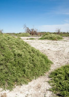 Bozkır tuzlu topraklar. tuz tuz tuz. Bozkır çayır veldt veld. Tuzlu toprak çöl, tuzlu Göller. cansız yanıp kavrulmuş dünyamız. Kazakistan çıplak bozkır