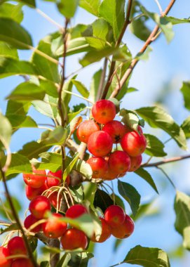 Yaban elması ve yaban elması. Malus, gülgiller (Rosaceae) familyasından bir elma ağacı cinsidir.