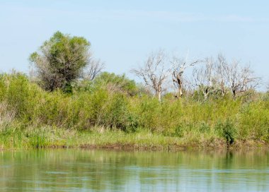 Bozkır nehir sazlık yaz. nehir görünümünde kez izlendi. küçük mavi nehir kıyısında güneşli bir gün