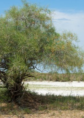 Bozkır tuzlu topraklar. tuz tuz tuz. Bozkır çayır veldt veld. Tuzlu toprak çöl, tuzlu Göller. cansız yanıp kavrulmuş dünyamız. Kazakistan çıplak bozkır