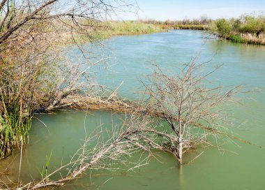 Bozkır nehir sazlık yaz. nehir görünümünde kez izlendi. küçük mavi nehir kıyısında güneşli bir gün