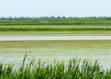 Pirinç paddies büyüme için su basmış. Pirinç çeltik pirinç alanında sabah yeşil. 