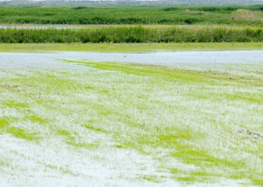 Pirinç paddies büyüme için su basmış. Pirinç çeltik pirinç alanında sabah yeşil. 