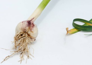 sarımsak. Sarımsak yaprak kök üzerinde olgunlaşmış değil. bir lezzet yemek ve bitkisel ilaç olarak kullanılan bir güçlü kokulu keskin tatma ampul,.