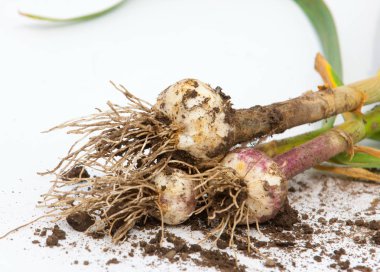 sarımsak. Sarımsak yaprak kök üzerinde olgunlaşmış değil. bir lezzet yemek ve bitkisel ilaç olarak kullanılan bir güçlü kokulu keskin tatma ampul,.