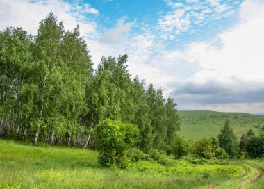 Yaz çayır. Genç ağaçlar. Huş ağacı ve çam. Mavi gökyüzü