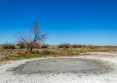 tuzlu su, tuz bataklığı. Etkin badlands. Tek çalı. Kazakistan