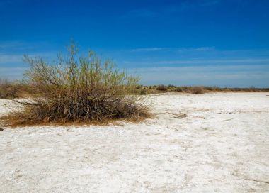tuzlu su, tuz bataklığı. Etkin badlands. Tek çalı. Kazakistan
