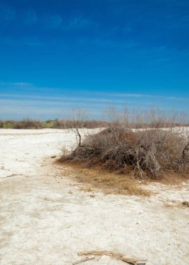 tuzlu su, tuz bataklığı. Etkin badlands. Tek çalı. Kazakistan