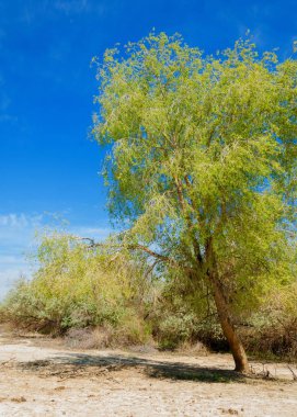 tuzlu su, tuz bataklığı. Etkin badlands. Tek çalı. Kazakistan