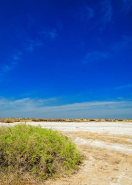 tuzlu su, tuz bataklığı. Etkin badlands. Tek çalı. Kazakistan