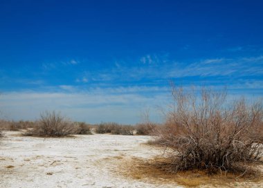 tuzlu su, tuz bataklığı. Etkin badlands. Tek çalı. Kazakistan