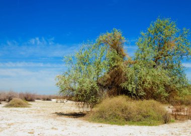 tuzlu su, tuz bataklığı. Etkin badlands. Tek çalı. Kazakistan