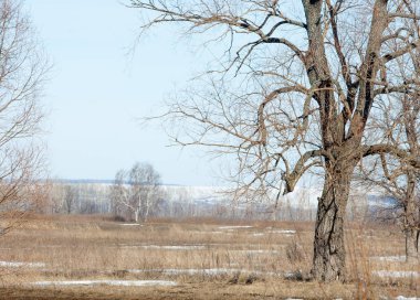 Bahar son kar. Ağaçlar