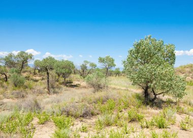  Bozkır yaz. Turgai kapısı. Turgai Kaydet. Milli Parkı 
