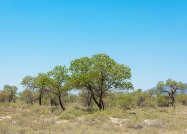  Bozkır yaz. Turgai kapısı. Turgai Kaydet. Milli Parkı 