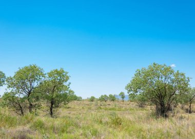  Bozkır yaz. Turgai kapısı. Turgai Kaydet. Milli Parkı 