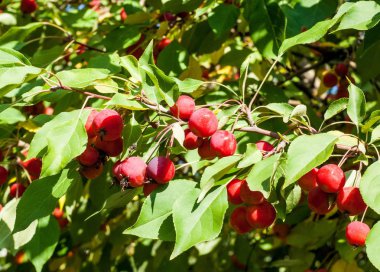 Crabapple ve Yabani elma. sağlığınla elma, kırmızı yeşil ışık, sokak Parklar dekorasyon