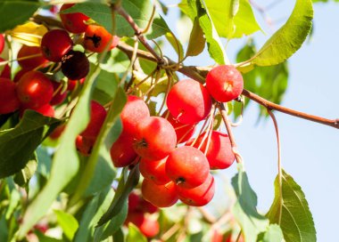 Crabapple ve Yabani elma. sağlığınla elma, kırmızı yeşil ışık, sokak Parklar dekorasyon