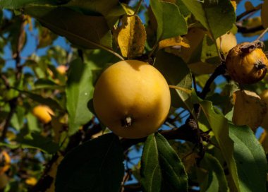 Crabapple ve Yabani elma. sağlığınla elma, kırmızı yeşil ışık, sokak Parklar dekorasyon