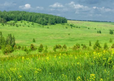 Yaz çayır. Genç ağaçlar. Huş ağacı ve çam