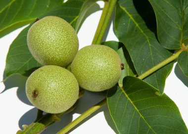 olgunlaşmamış ceviz. ceviz. İçinde studi fotoğrafı