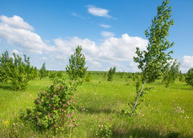 Yaz çayır. Genç ağaçlar. Huş ağacı ve çam. Mavi gökyüzü