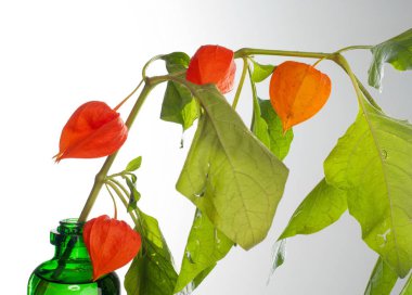 Physalis. Avrupa çalı 