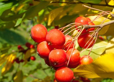 Crabapple ve Yabani elma. sağlığınla elma, kırmızı yeşil ışık, sokak Parklar dekorasyon