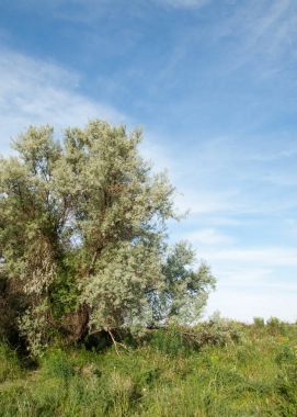 Yaz bozkır. Meyan kökü çiçekler. iğde veya iğde,