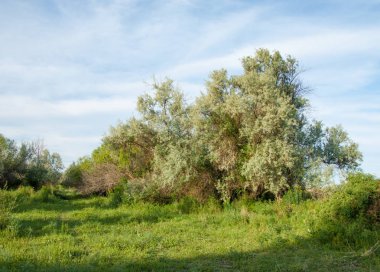 Yaz bozkır. Meyan kökü çiçekler. iğde veya iğde,