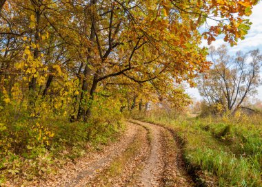 Güz, yolun ortasında meşe ormanı