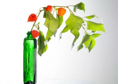 Physalis. Avrupa çalı 