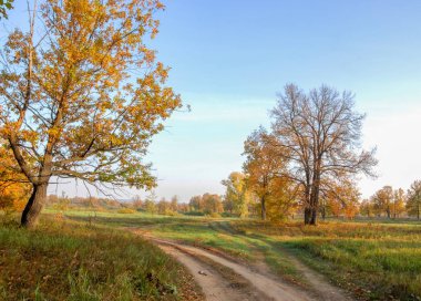 Güz, yolun ortasında meşe ormanı