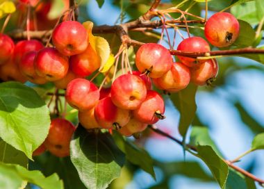 Crabapple ve Yabani elma. sağlığınla elma, kırmızı yeşil ışık, sokak Parklar dekorasyon