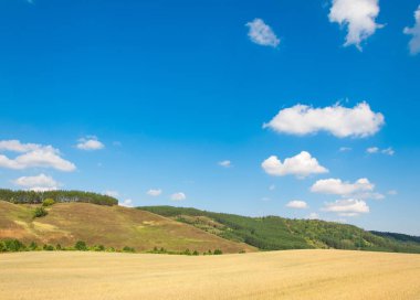 Hills buğday alan. Geç yaz aylarında çekilen fotoğraf. Karışık orman tepelerde büyür