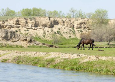 Bozkır, çayır, veld, veldt