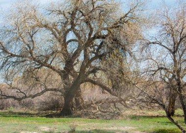 bozkır, çayır, veldt, veld. Bahar Orta Asya. Kazakistan. Turanga kavak. Euphrates kavak