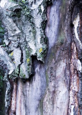 Doku, desen, arka plan. huş ağacı kabuğu eski