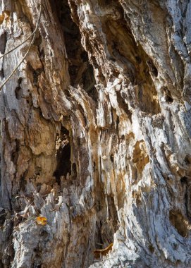 Doku, arka plan. Eski ağaç. Yağmur, Rüzgar, zaman, ağaç gövdesi eski