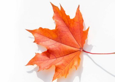 doku, arka plan. Akçaağaç yaprakları sarı kırmızı ve altın tonları. Kanada bir amblemi olarak kullanılan akçaağaç yaprağı. Beyaz bir arka plan üzerinde.