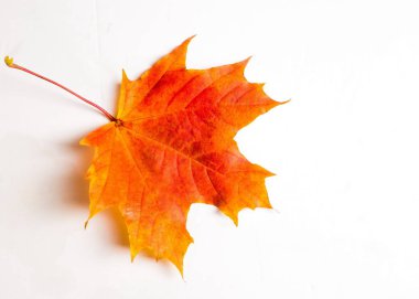 doku, arka plan. Akçaağaç yaprakları sarı kırmızı ve altın tonları. Kanada bir amblemi olarak kullanılan akçaağaç yaprağı. Beyaz bir arka plan üzerinde.