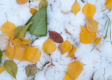 Sonbahar kar bırakıyor. doku. Kar ilk Güz. Sarı huş ağacı yaprakları karda