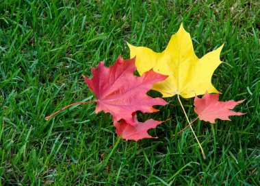 Doku, arka plan. sonbahar yaprakları, akçaağaç yaprakları kırmızı ve sarı. bir ağaç ya da çalı loblu yaprakları, kanatlı meyve ve renkli sonbahar yaprakları,