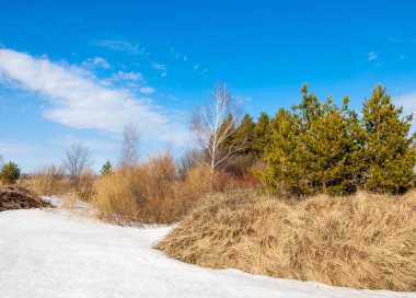 Bahar Orman, solmuş çimen, son kar, sıcak bahar günü, masaüstü duvar kağıtları. Bu fotoğraf iyi tasarım çözümü. 
