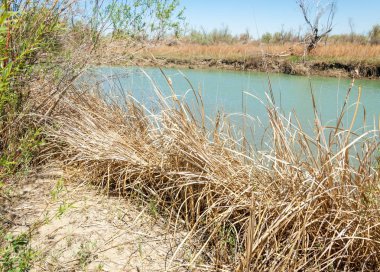 Bozkır nehir sazlık yaz. nehir görünümünde kez izlendi. küçük mavi nehir kıyısında güneşli bir gün