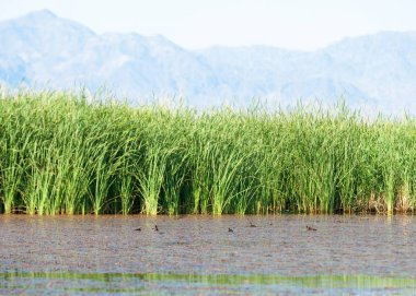  Bozkır yaz. Turgai kapısı. Turgai Kaydet. Milli Parkı 