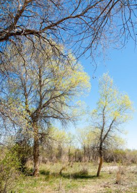 bozkır, çayır, veldt, veld. Bahar Orta Asya. Kazakistan. Turanga kavak. Euphrates kavak