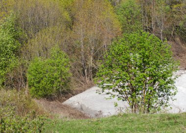 Son kar, yeşil ağaçlar. Bir orman hillside bahar yeşil kar son parça. Yeşil bahar kayın ormanı tepe üzerinde son karda. Nisan hava.